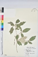 裡白巴豆藏品圖，第1張