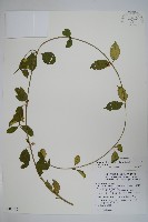 武靴藤藏品圖，第1張