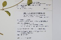 武靴藤藏品圖，第2張