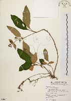 旋莢木藏品圖，第1張