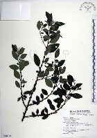 水雞油藏品圖，第1張