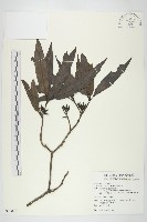 桃葉珊瑚藏品圖，第1張