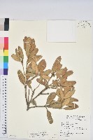 嶺南青剛櫟、嶺南椆藏品圖，第1張