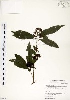 疏齒紫珠、恆春紫珠藏品圖，第1張