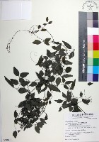 臺灣鐵線蓮藏品圖，第1張