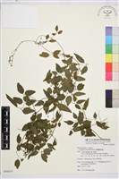 臺灣鐵線蓮藏品圖，第2張