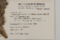 南國小薊藏品圖，第2張