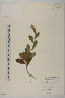 柔毛艾納香藏品圖，第1張