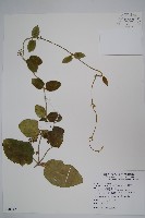 鷗蔓藏品圖，第1張