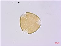 糙毛假地豆藏品圖，第1張