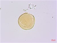 糙毛假地豆藏品圖，第2張