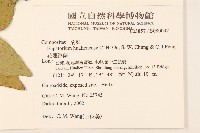 花蓮澤蘭藏品圖，第2張