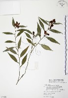 柚葉藤藏品圖，第1張