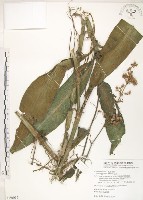 杜若藏品圖，第1張