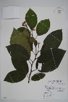 破布烏藏品圖，第1張