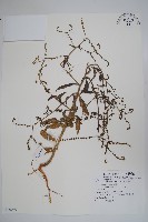 小花倒提壺藏品圖，第1張