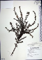 鐵掃帚、千里光藏品圖，第1張