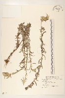 登錄號:S080071藏品圖，第1張