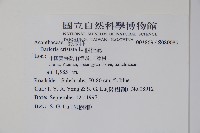 假杜鵑藏品圖，第2張