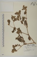 登錄號:S080085藏品圖，第1張