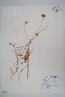 雞蛋參藏品圖，第1張