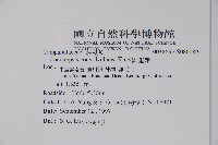 雞蛋參藏品圖，第2張