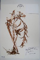 登錄號:S080090藏品圖，第1張