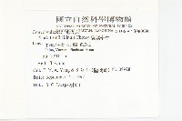 裂葉牽牛藏品圖，第2張