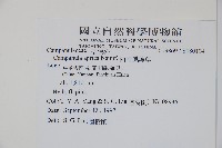 西南風鈴草藏品圖，第2張