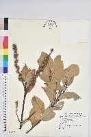 高山栲藏品圖，第1張