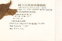 斑鳩菊藏品圖，第2張