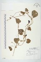 登錄號:S080112藏品圖，第1張