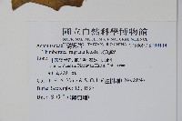 碗花草、老鴉嘴藏品圖，第2張