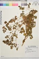 登錄號:S080116藏品圖，第1張