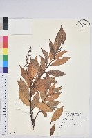 登錄號:S080117藏品圖，第1張