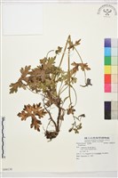 登錄號:S080130藏品圖，第1張