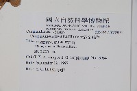 大花金錢豹藏品圖，第2張