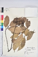 多變石櫟藏品圖，第1張