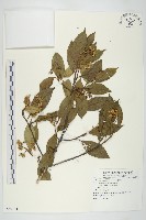 小棶木藏品圖，第1張