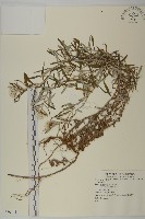 登錄號:S080141藏品圖，第1張