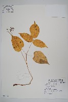 珠子參藏品圖，第1張