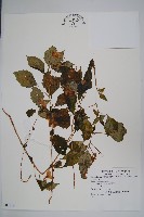 登錄號:S080149藏品圖，第1張