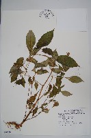 登錄號:S080150藏品圖，第1張