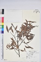 米飯花藏品圖，第1張