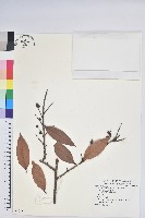 江南越橘藏品圖，第1張