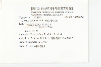 短圓葉棶木藏品圖，第2張