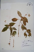 登錄號:S080159藏品圖，第1張