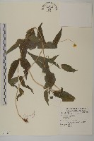 異芒菊藏品圖，第1張