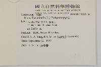 異芒菊藏品圖，第2張