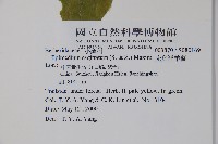 光葉淫羊藿藏品圖，第2張